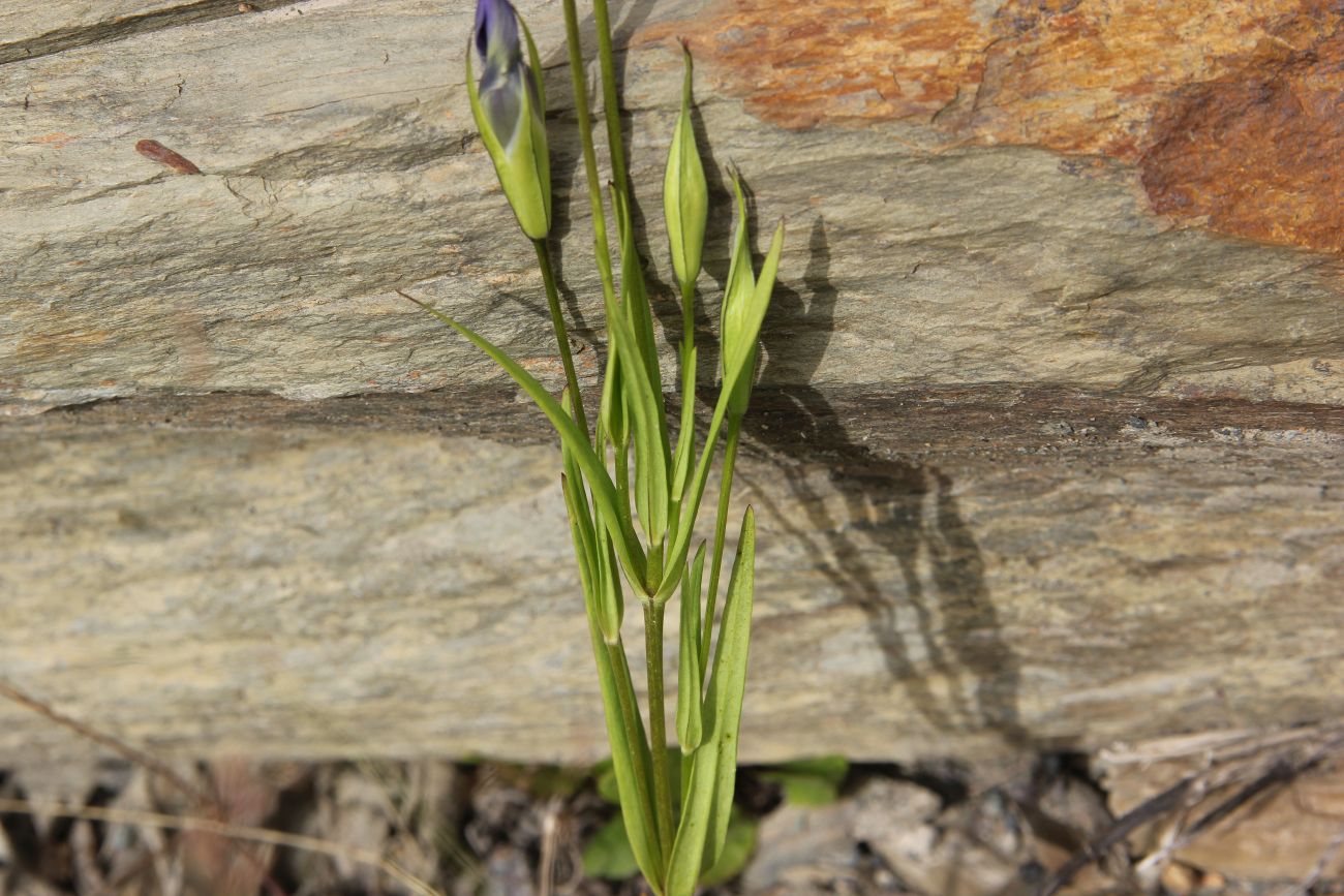 Изображение особи Gentianopsis barbata.