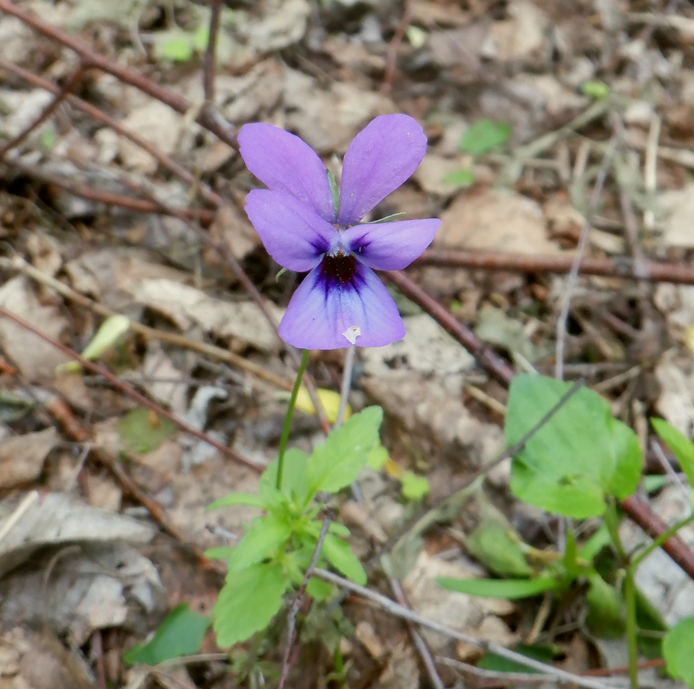 Image of genus Viola specimen.