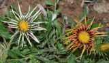 Gazania × hybrida