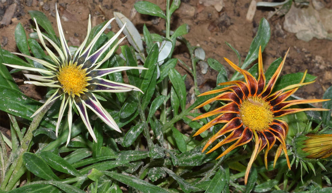 Image of Gazania × hybrida specimen.