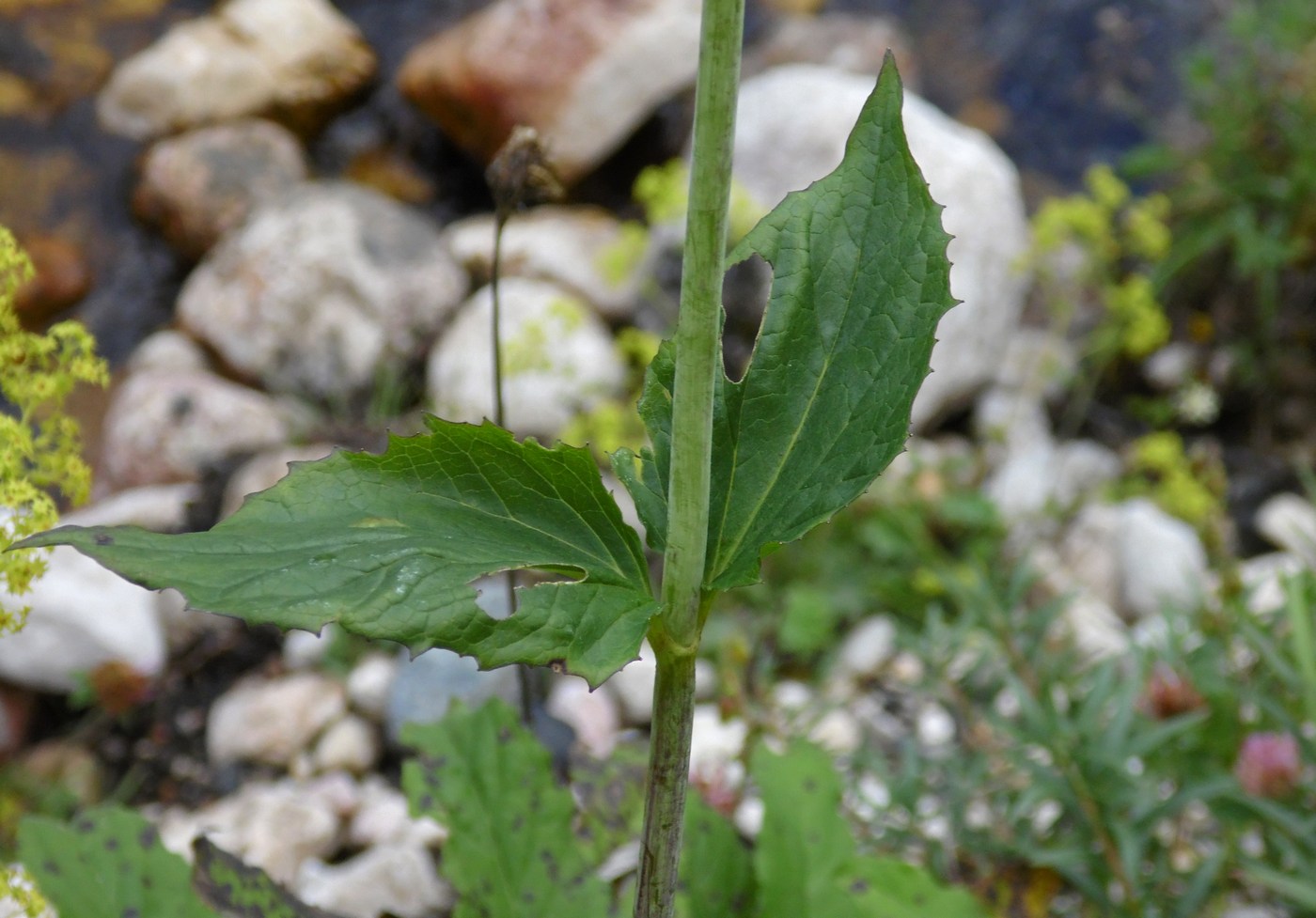 Изображение особи Valeriana alliariifolia.