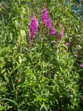 Lythrum salicaria