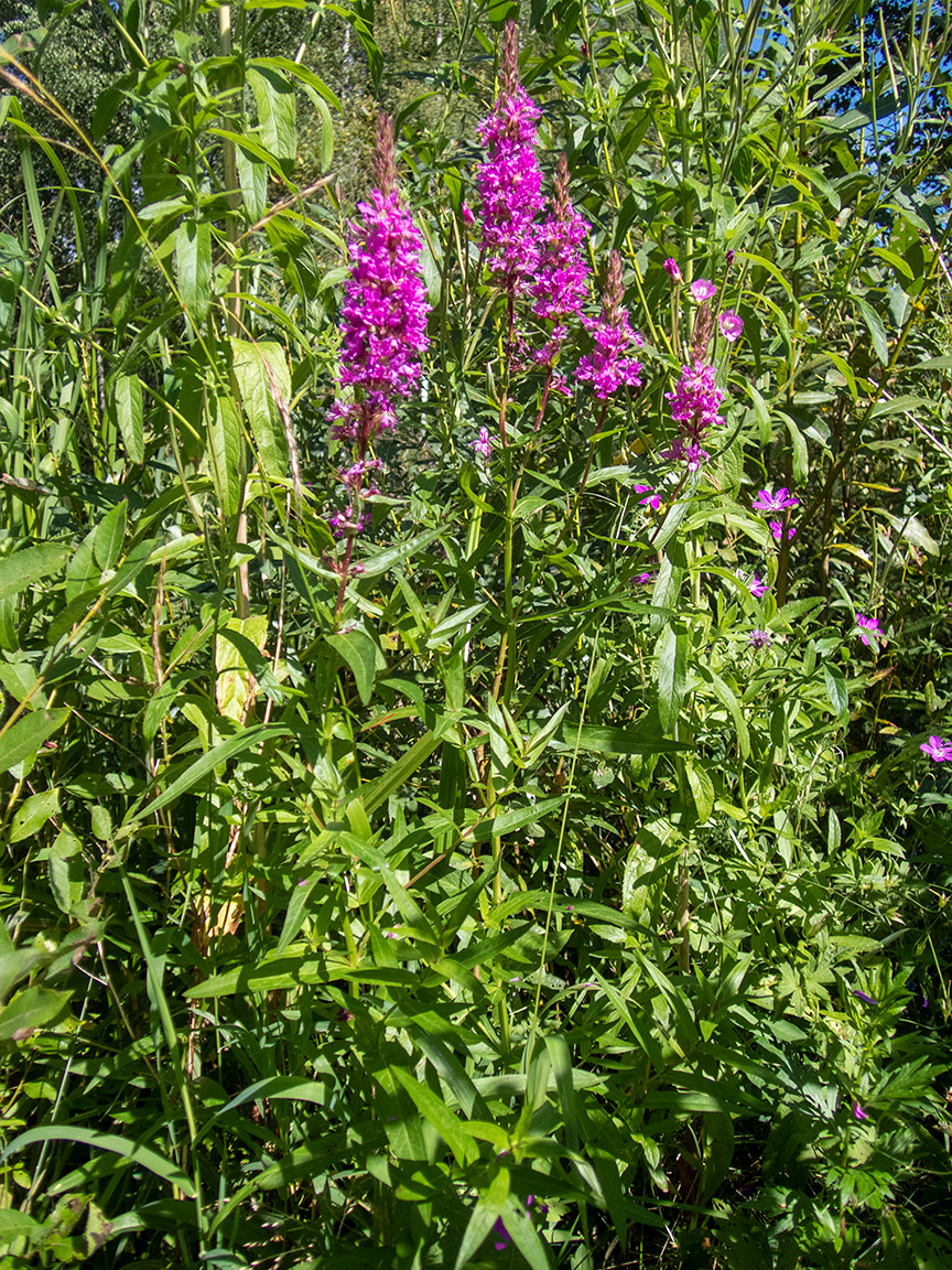 Изображение особи Lythrum salicaria.