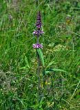 Stachys palustris. Верхушка цветущего растения. Московская обл., Раменский гор. округ, окр. пос. Гжель, влажный луг. 01.07.2020.