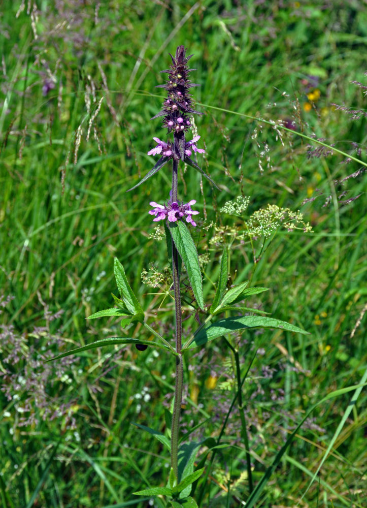 Image of Stachys palustris specimen.