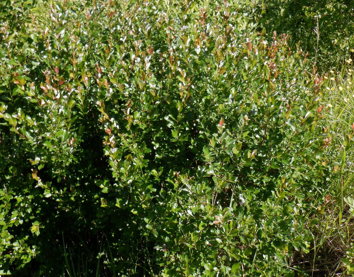 Image of Salix phylicifolia specimen.