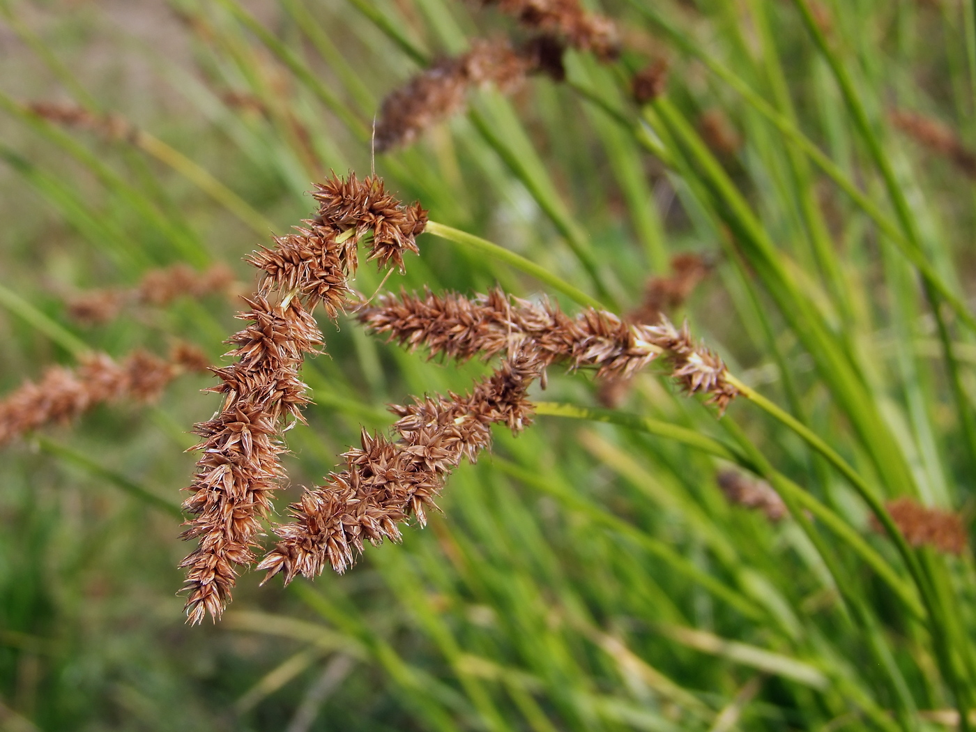 Изображение особи Carex laevissima.