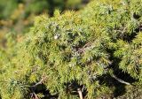 Juniperus hemisphaerica. Часть ветки с шишкоягодами. Краснодарский край, Туапсинский р-н, гора Семашхо, скальный выход. 04.10.2020.