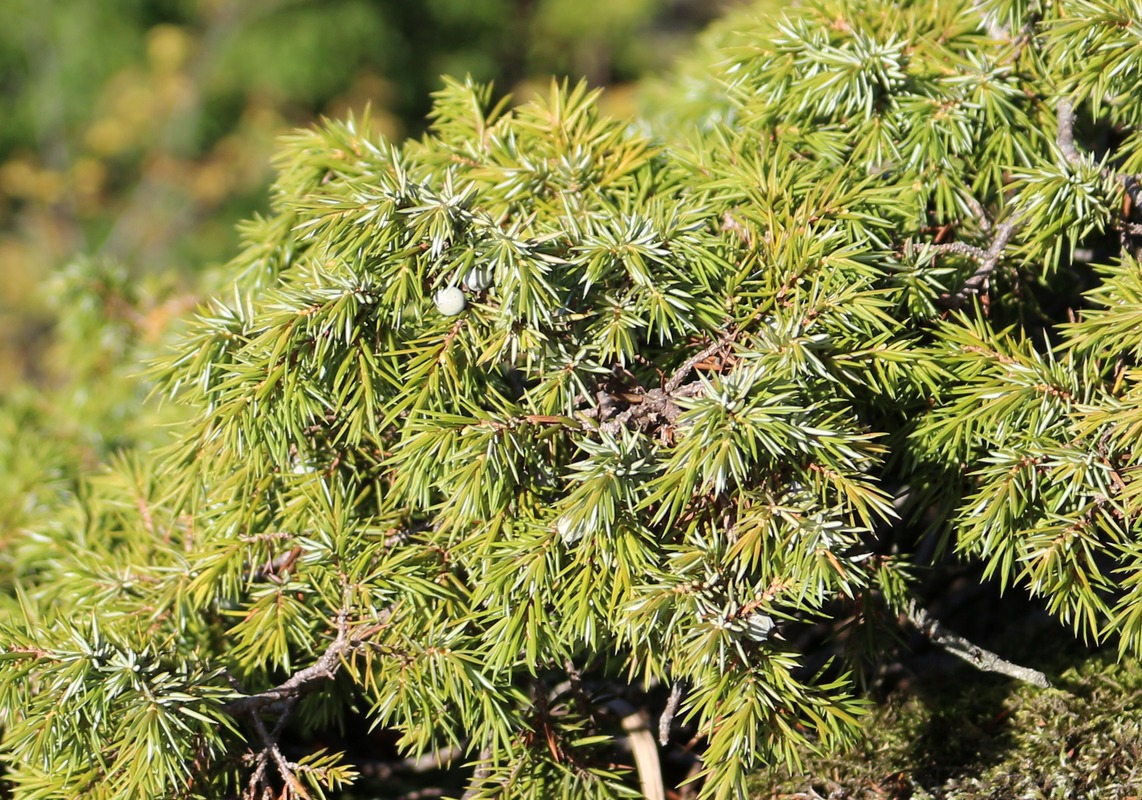 Image of Juniperus hemisphaerica specimen.