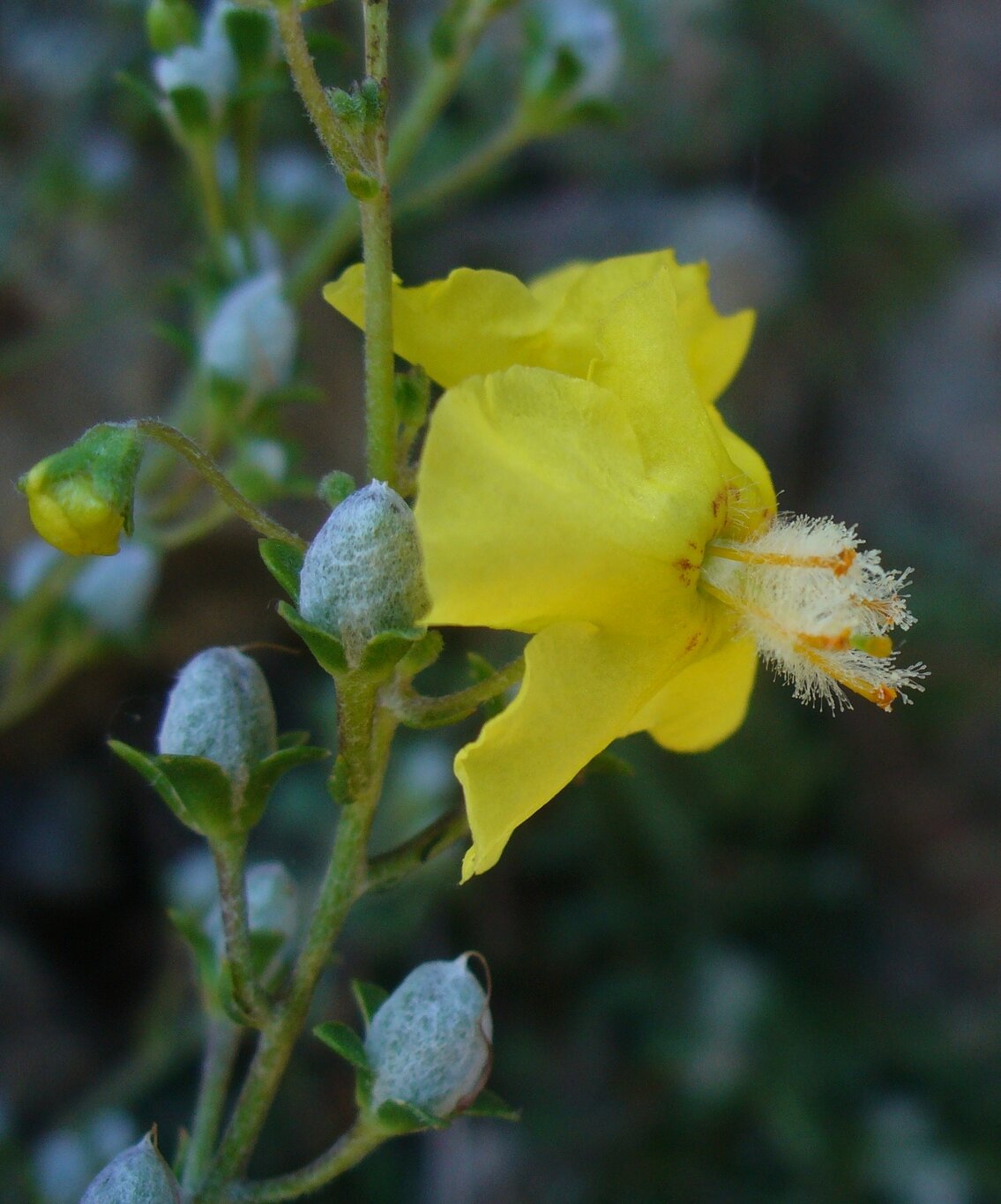 Изображение особи Verbascum spathulisepalum.