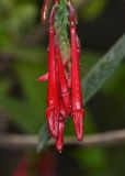 Fuchsia boliviana