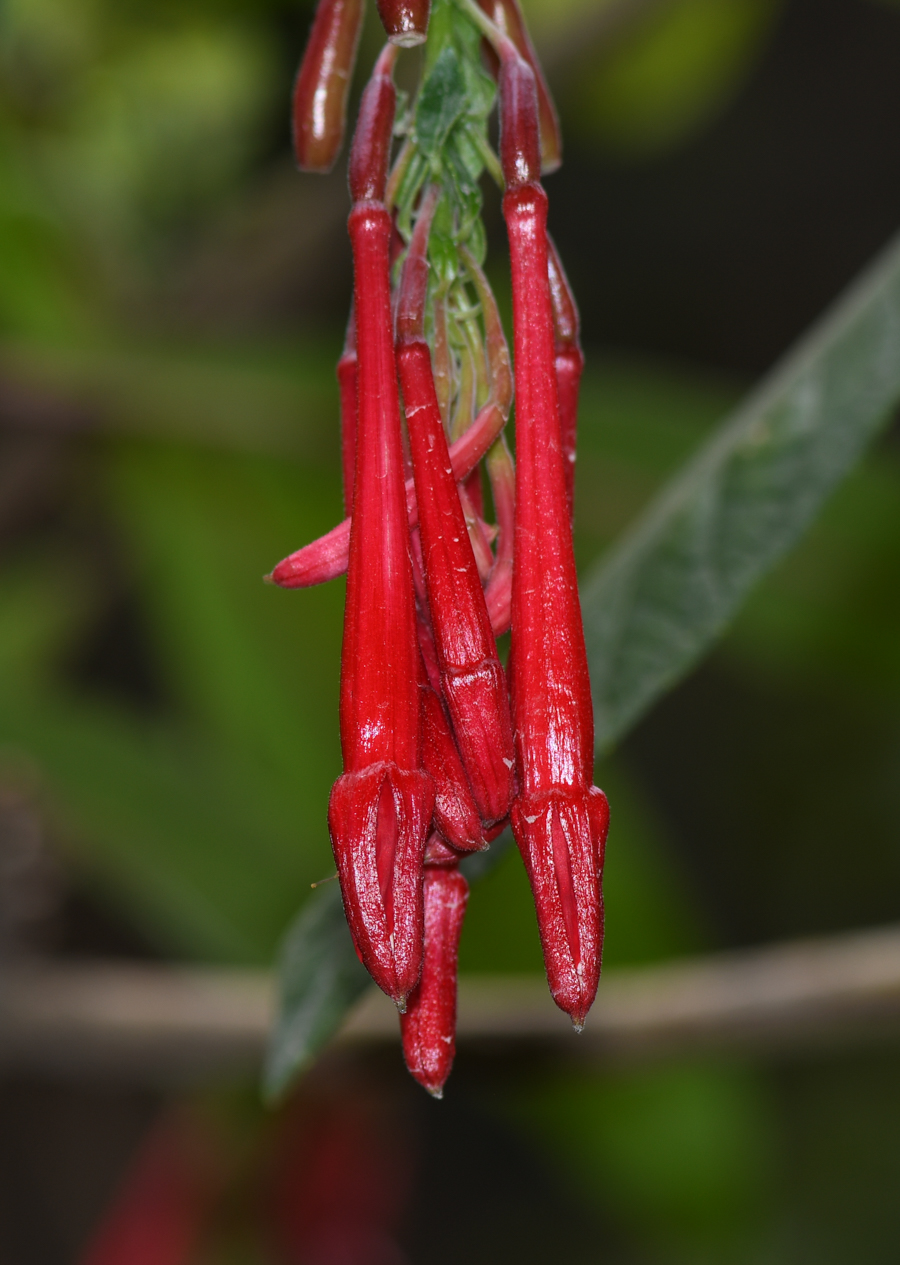 Image of Fuchsia boliviana specimen.