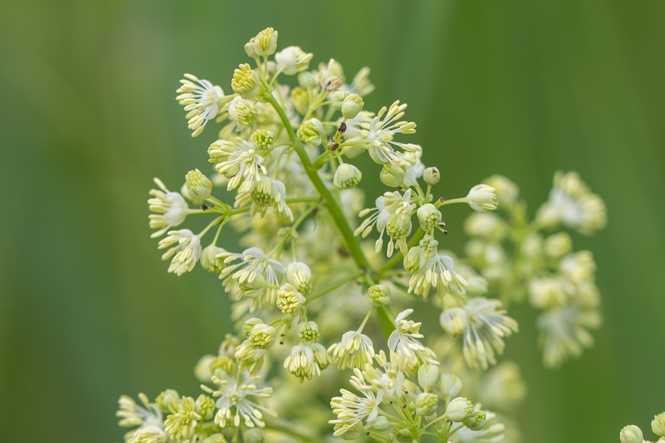 Image of Thalictrum flavum specimen.