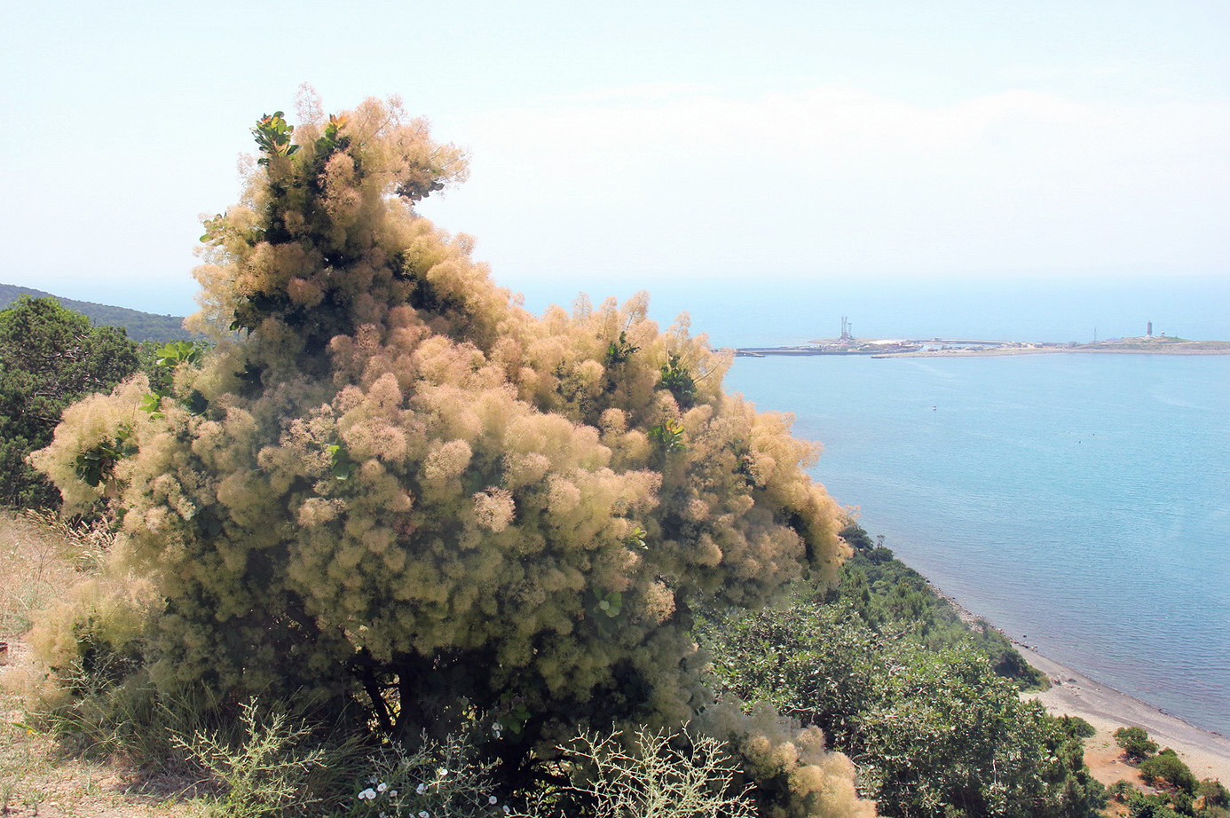 Изображение особи Cotinus coggygria.