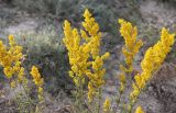 Galium verum