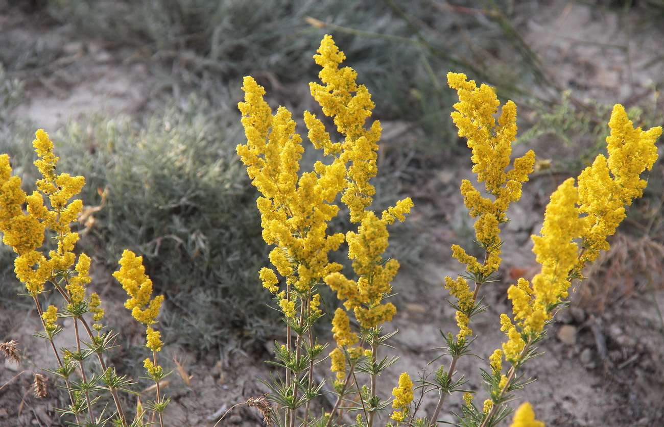 Image of Galium verum specimen.