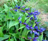 Gentiana asclepiadea