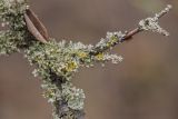 Physcia adscendens. Талломы на веточке Prunus spinosa. Ростовская обл., Мясниковский р-н, Чулекская балка, степной склон. 04.04.2021.