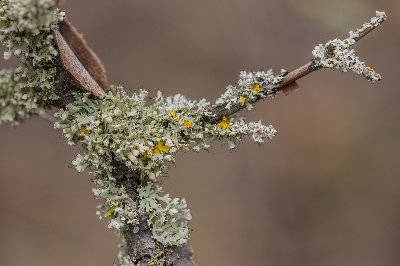 Изображение особи Physcia adscendens.