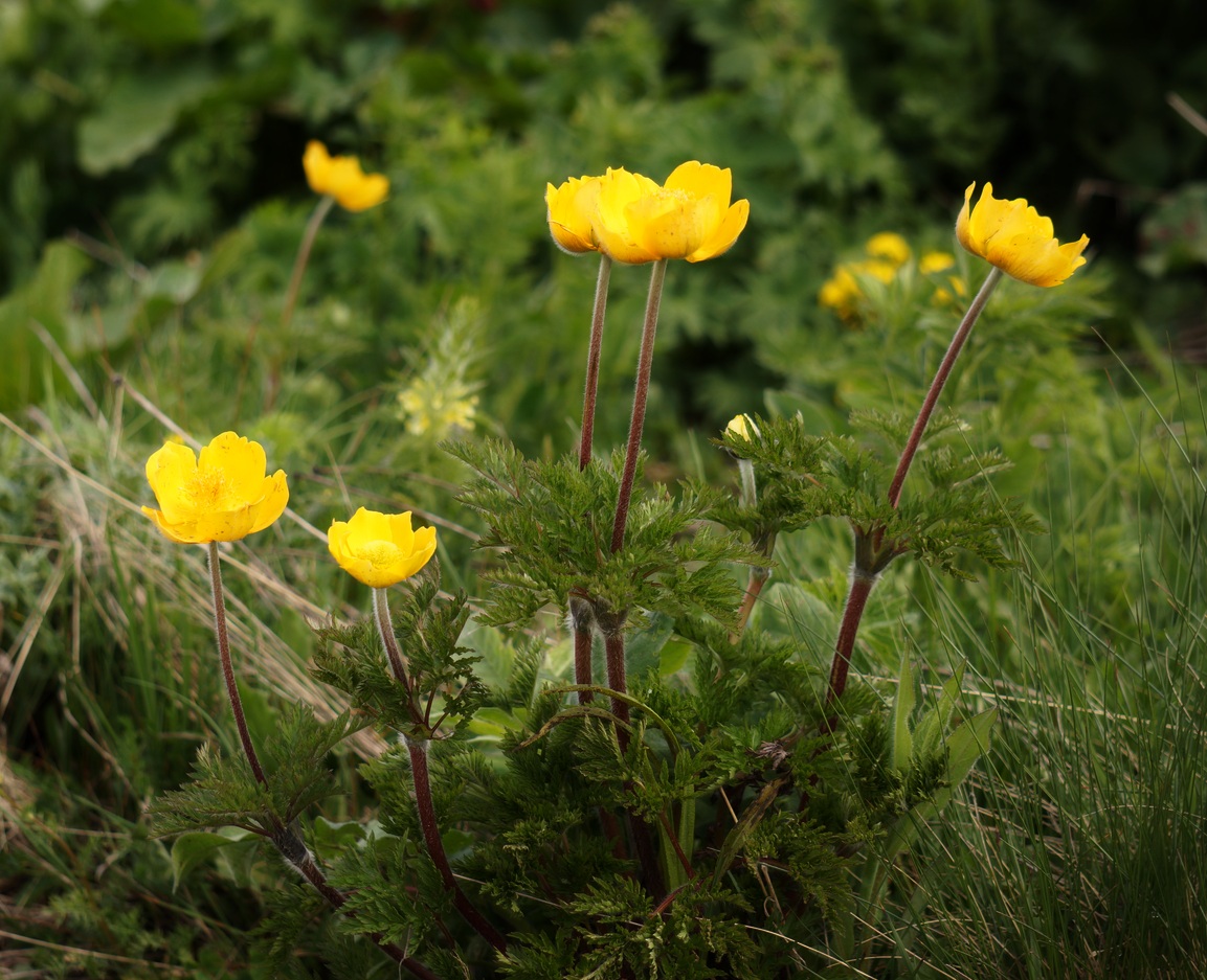 Изображение особи Pulsatilla aurea.