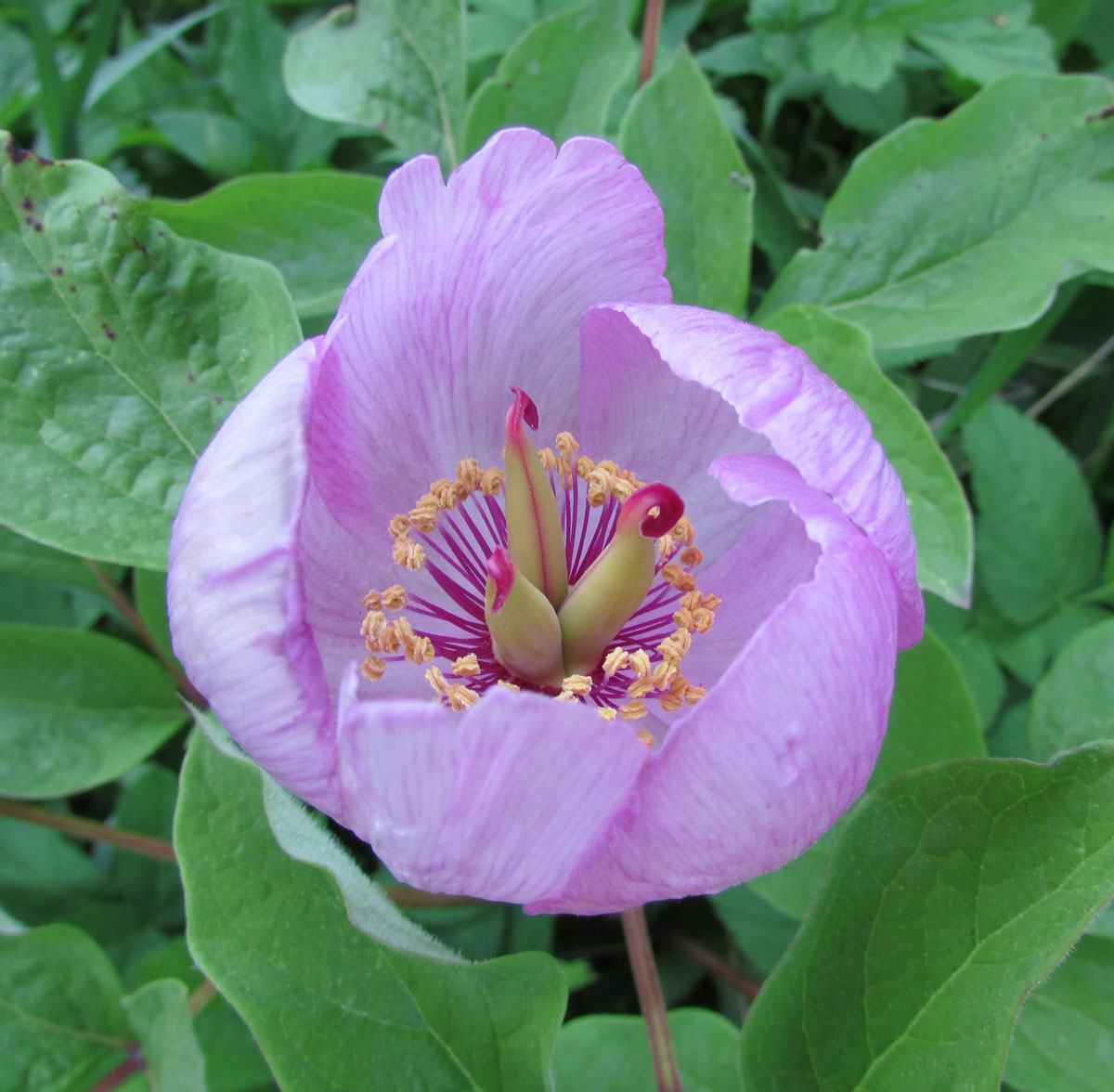 Image of Paeonia obovata specimen.