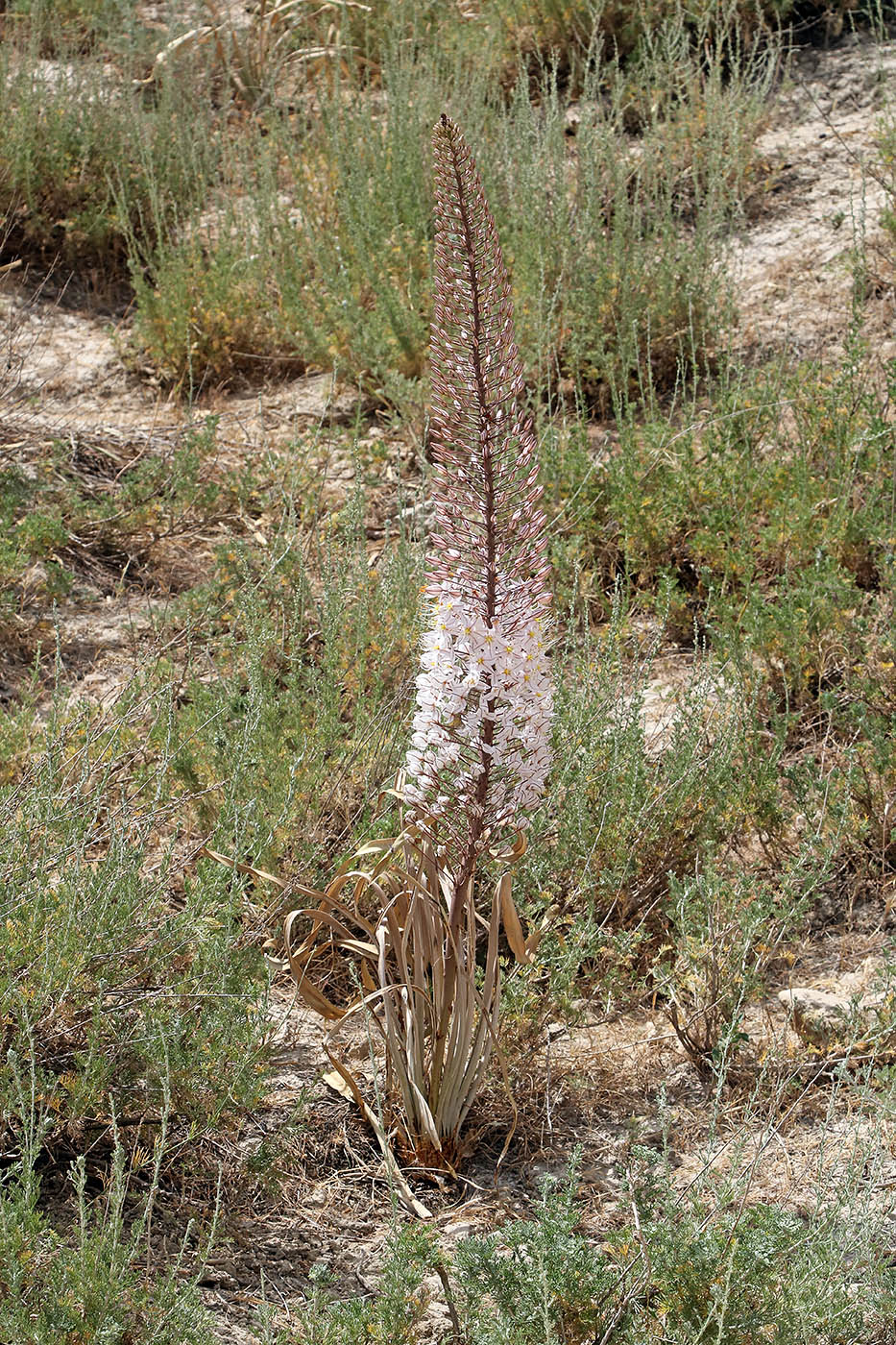 Image of Eremurus olgae specimen.