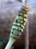 Equisetum pratense. Стробил. Свердловская обл., окр. г. Североуральск, на берегу р. Вагран. 15.05.2010.