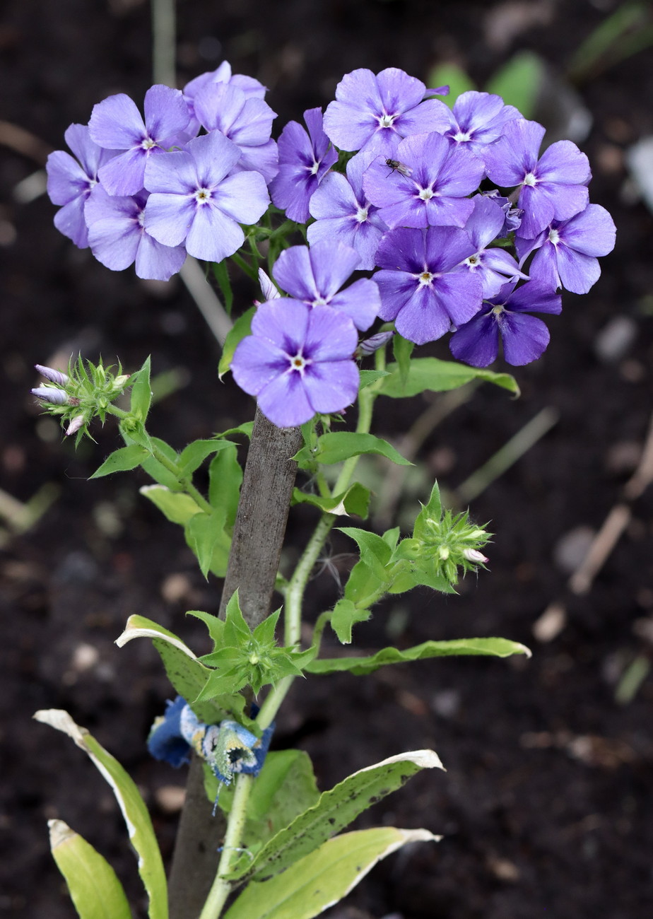 Изображение особи Phlox drummondii.