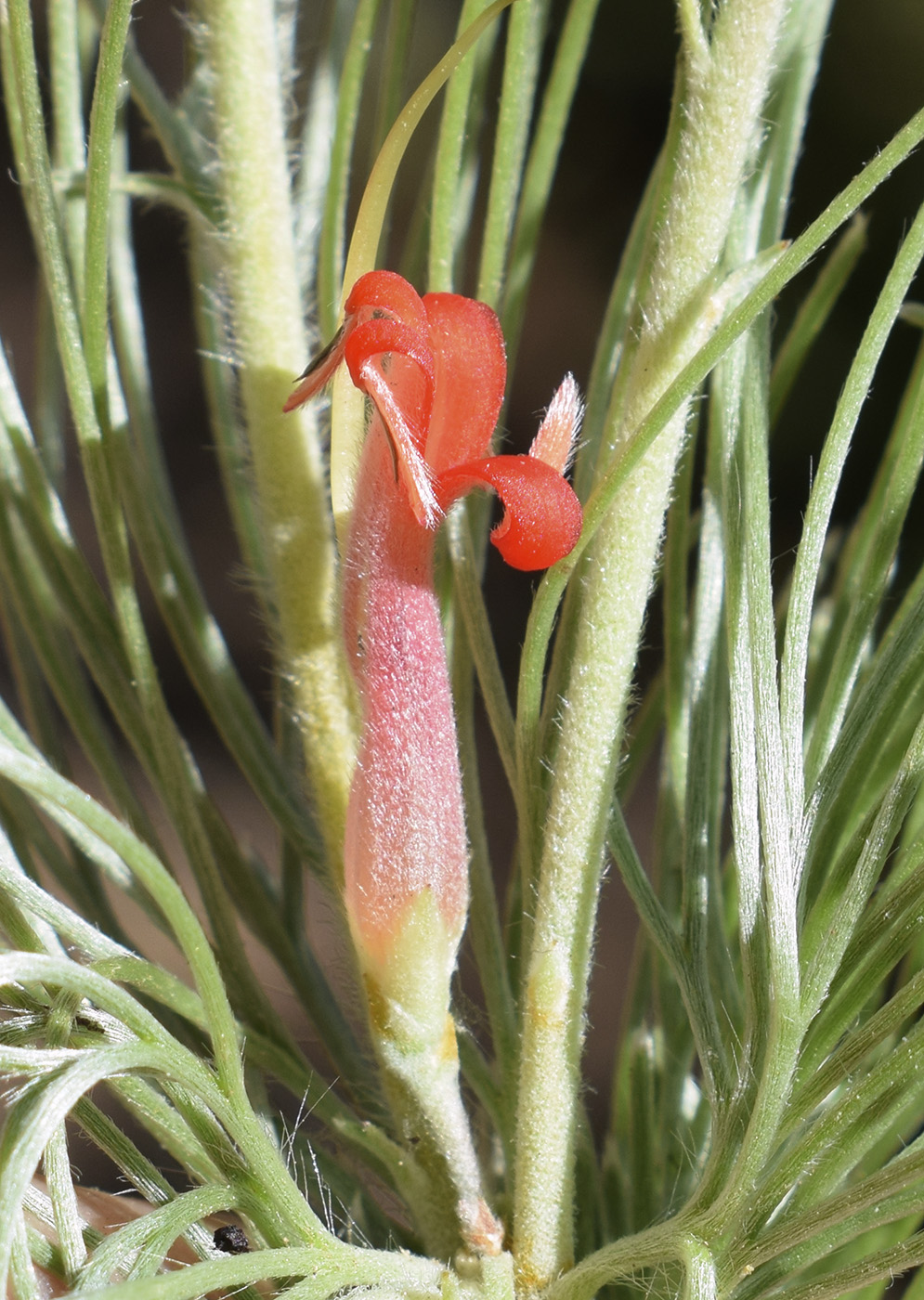 Image of Adenanthos sericeus specimen.
