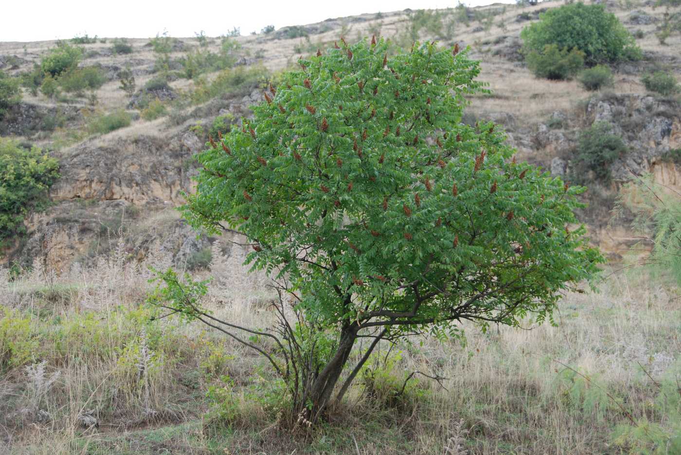 Изображение особи Rhus coriaria.