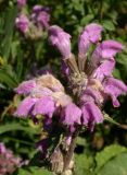 Phlomoides pratensis. Соцветие. Юго-восточный Казахстан, хр. Кетмень, 5 августа 2007 г.