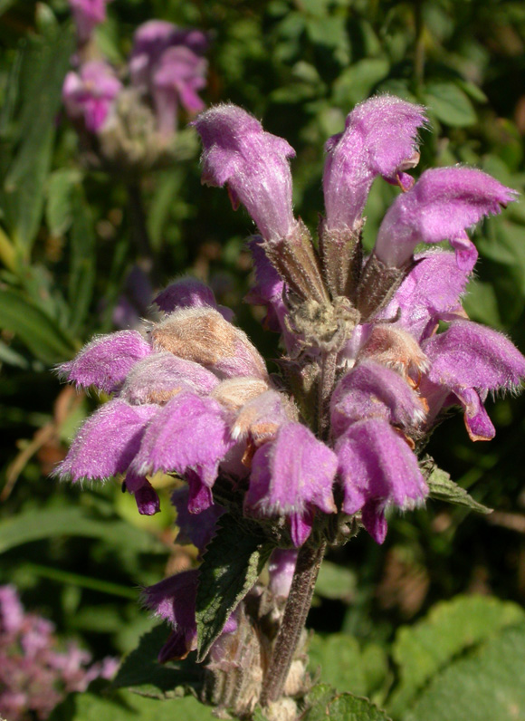 Image of Phlomoides pratensis specimen.