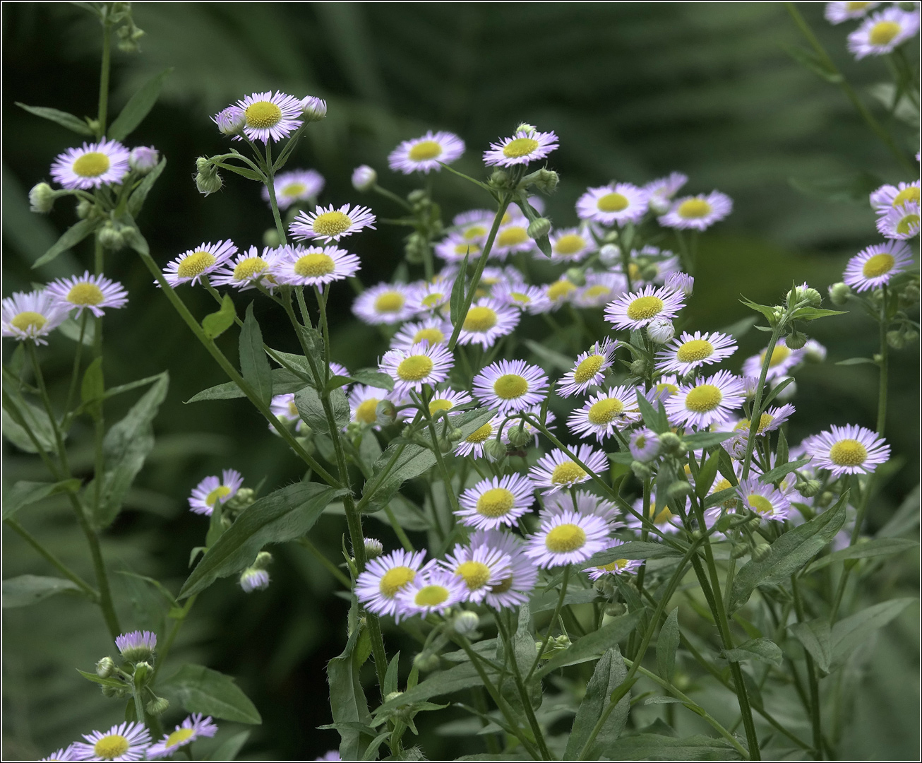 Image of Erigeron annuus ssp. lilacinus specimen.