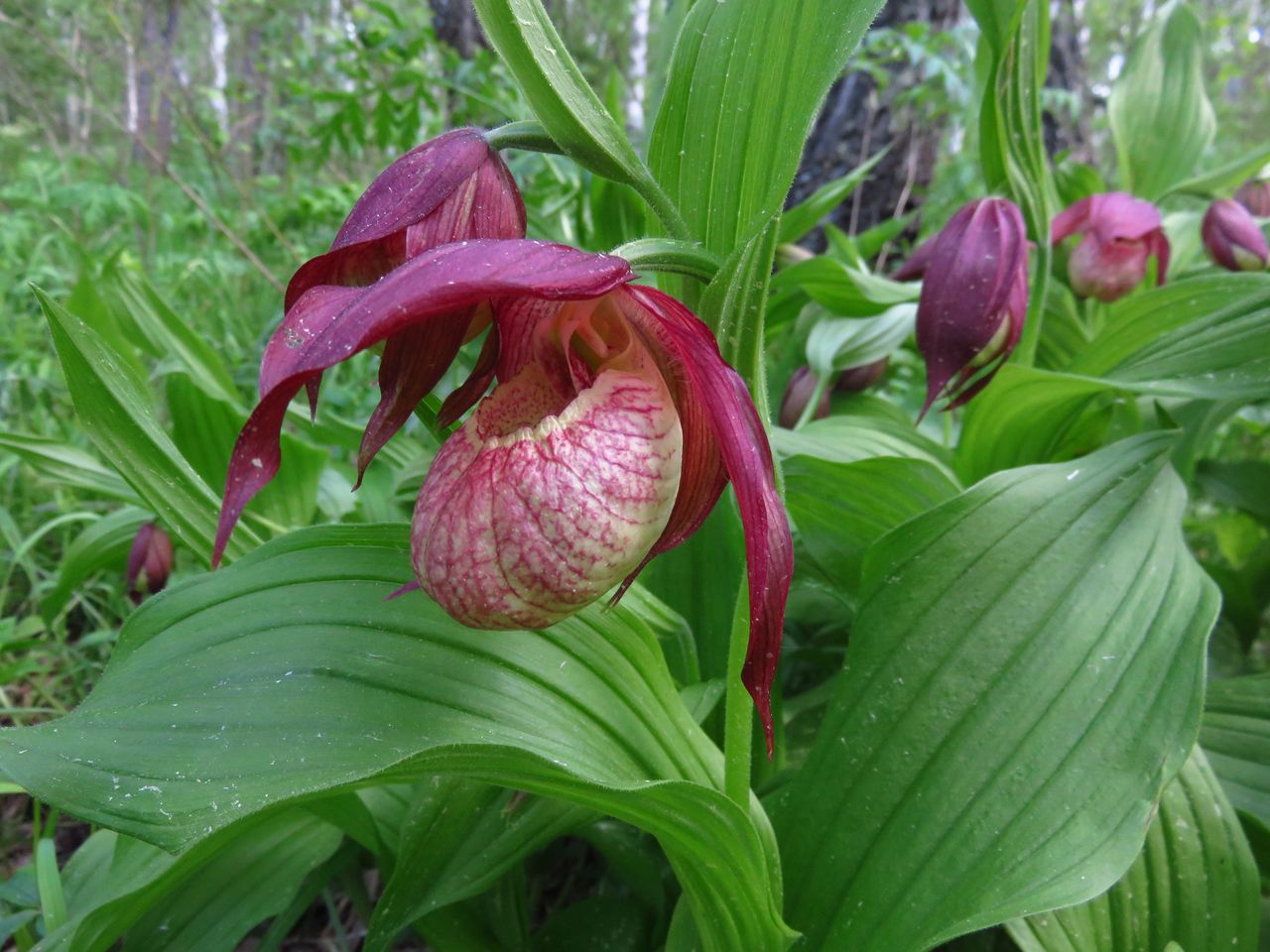 Image of Cypripedium &times; ventricosum specimen.