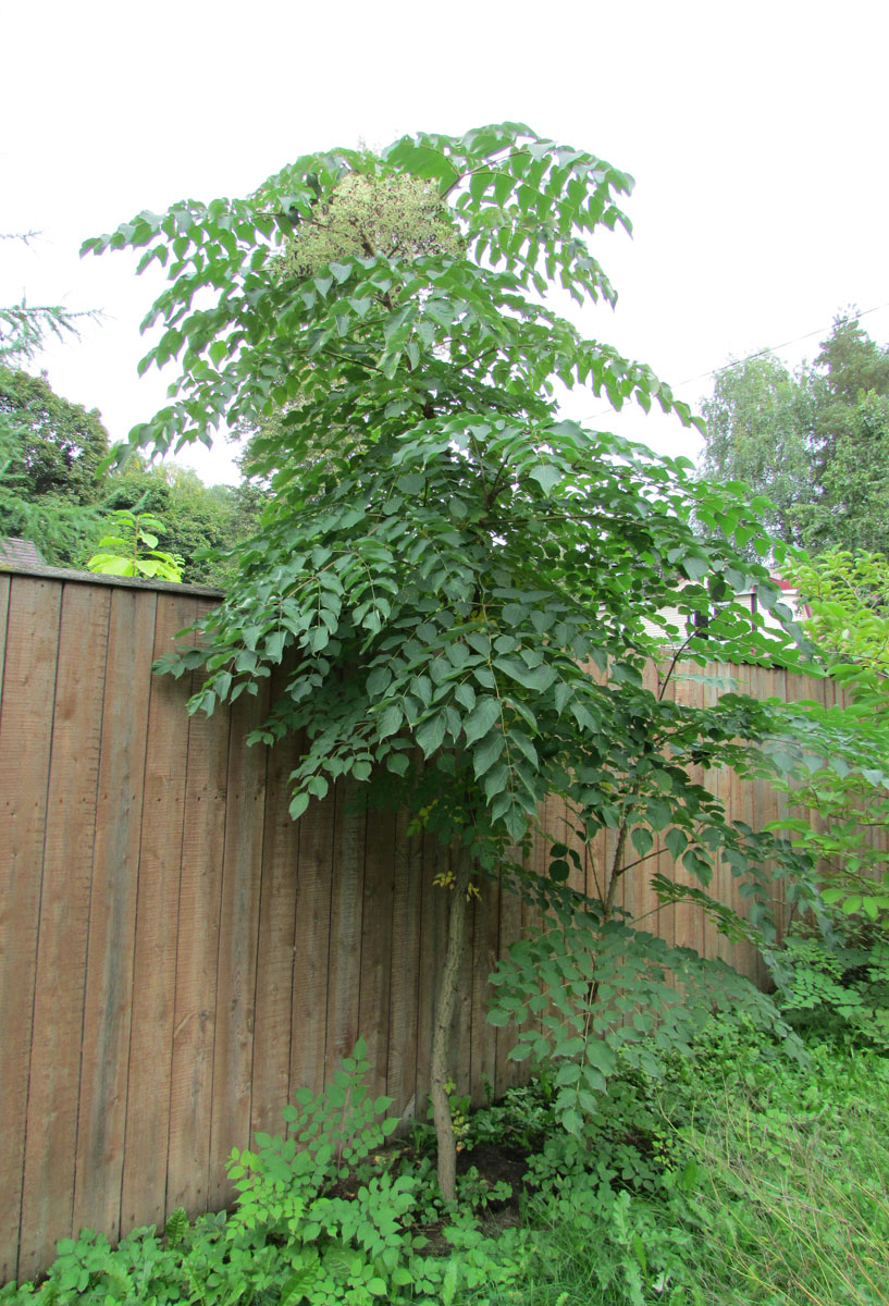 Image of Aralia spinosa specimen.