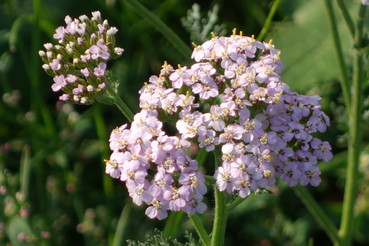 Image of Achillea millefolium specimen.