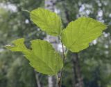 Betula medwediewii