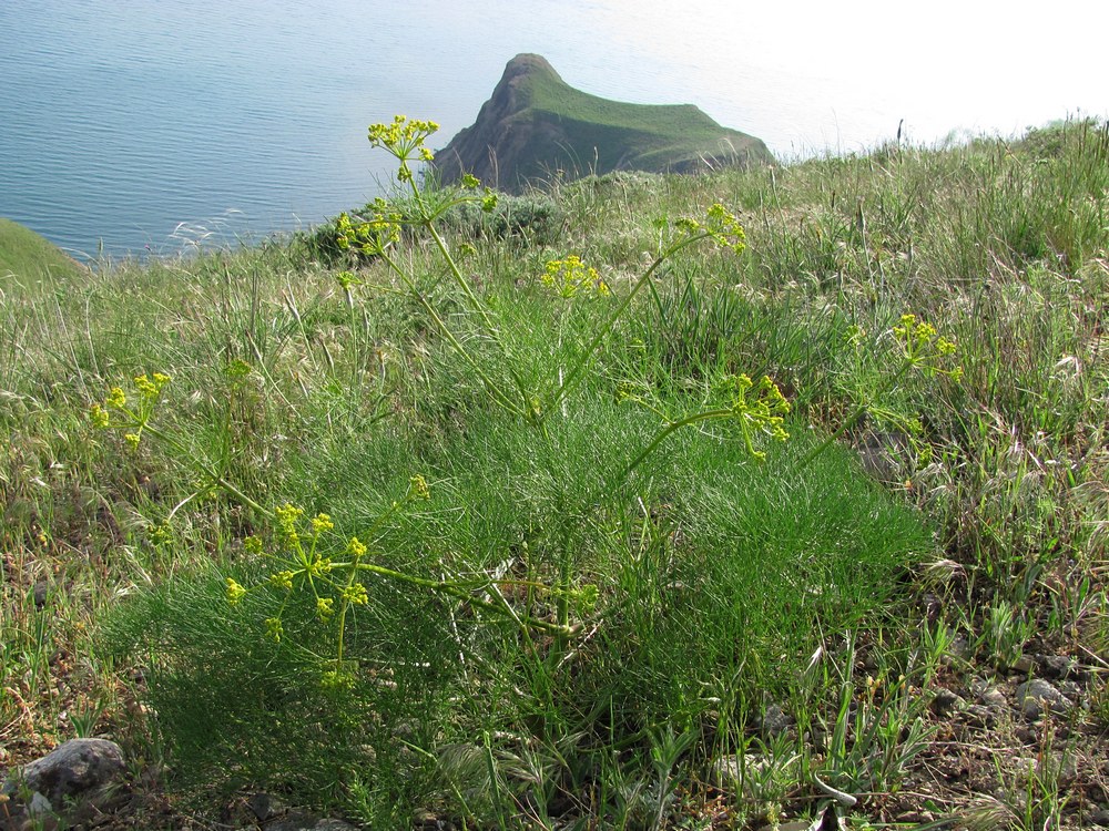 Image of Prangos trifida specimen.