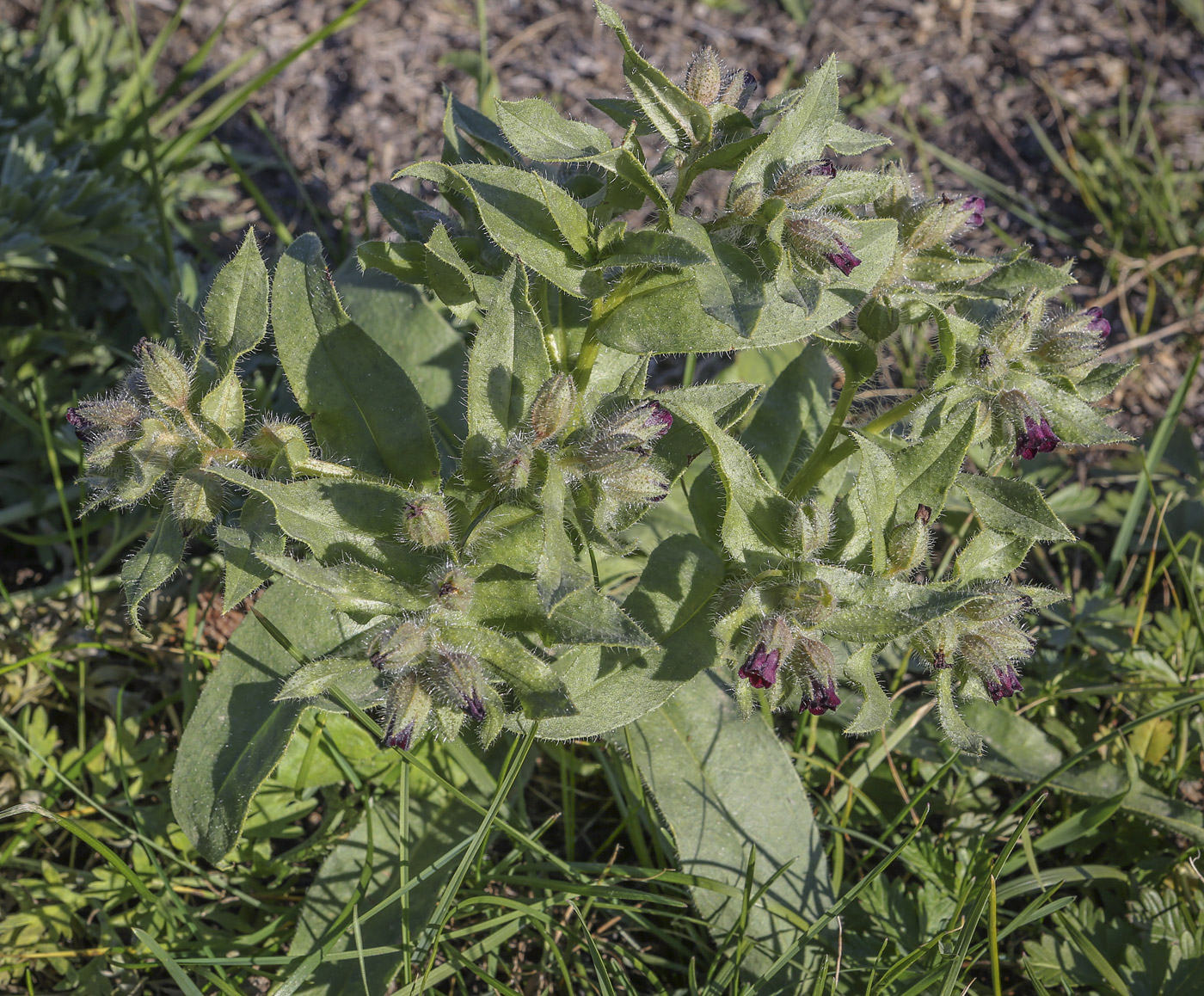 Image of Nonea rossica specimen.