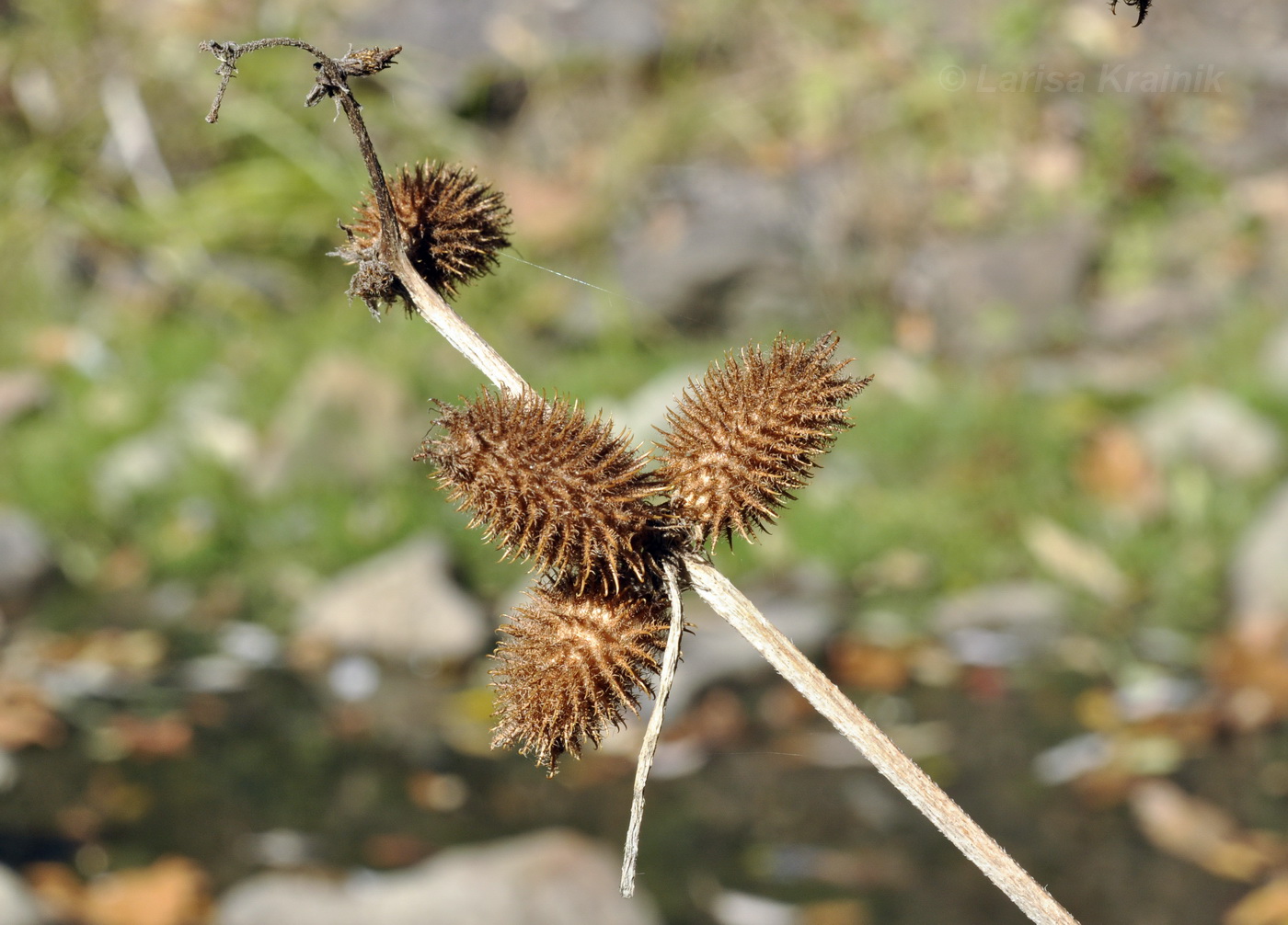 Image of Xanthium orientale specimen.