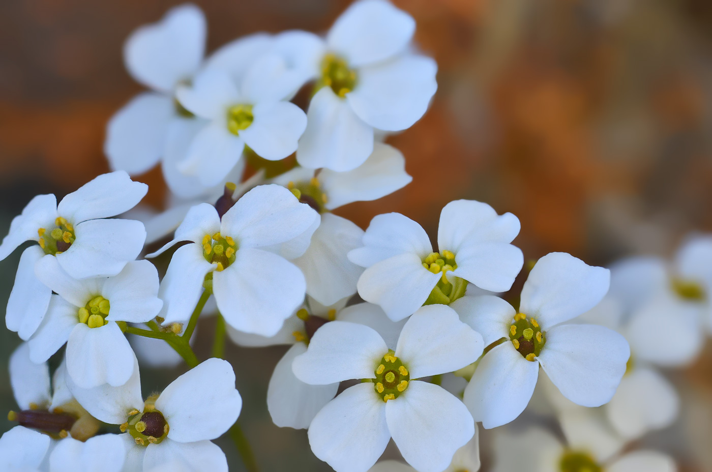 Image of Draba ossetica specimen.