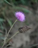 Cirsium maackii. Верхушка побега с цветущим и отцветшим соцветиями. Приморье, Хасанский р-н, п-ов Гамова, окр. мыса Гамова, опушка лиственного леса, у дороги. 01.08.2021.