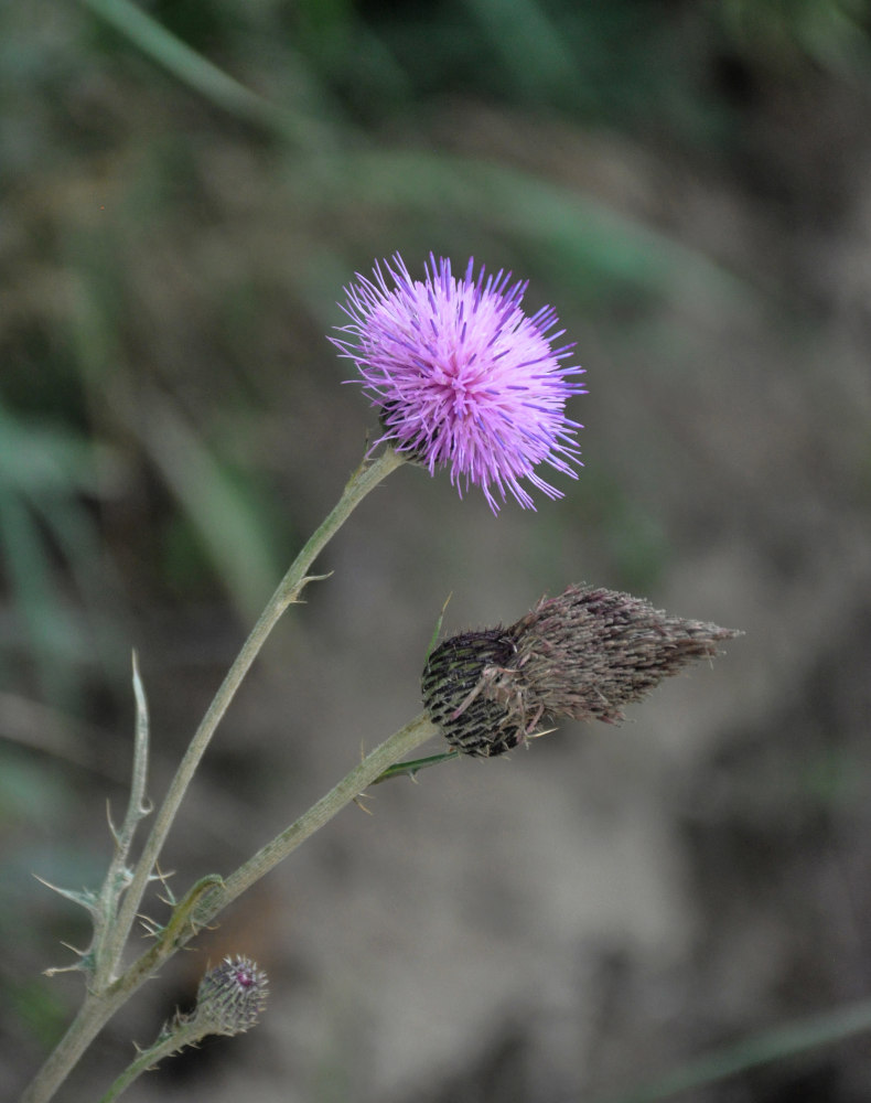 Изображение особи Cirsium maackii.