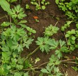 Ranunculus repens