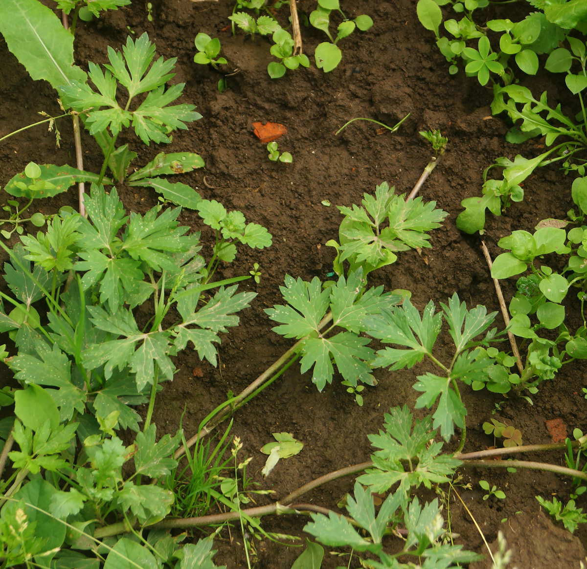 Image of Ranunculus repens specimen.