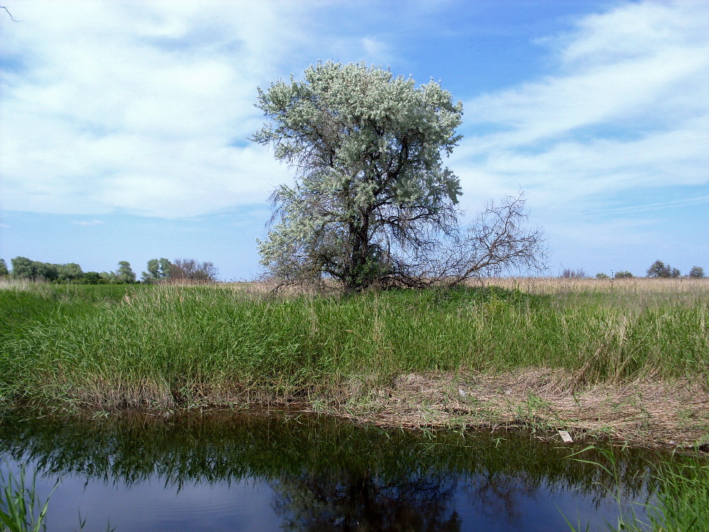 Image of Elaeagnus angustifolia specimen.