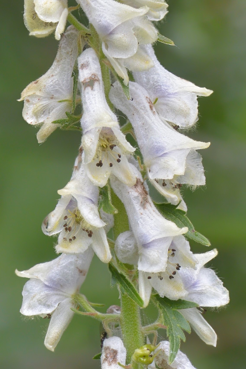 Image of Aconitum orientale specimen.