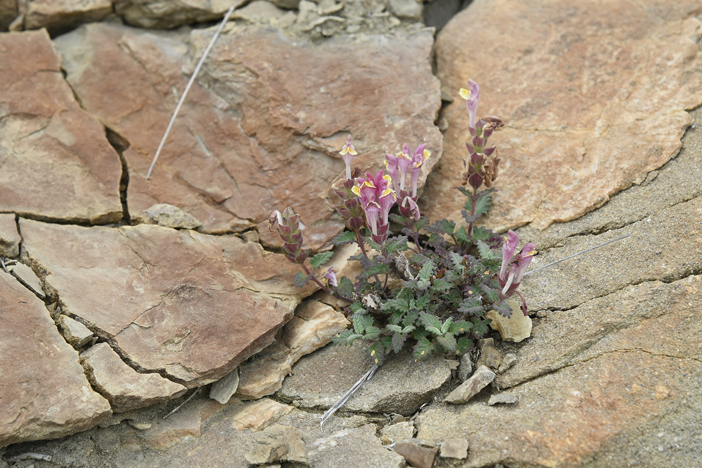 Изображение особи Scutellaria orientalis.