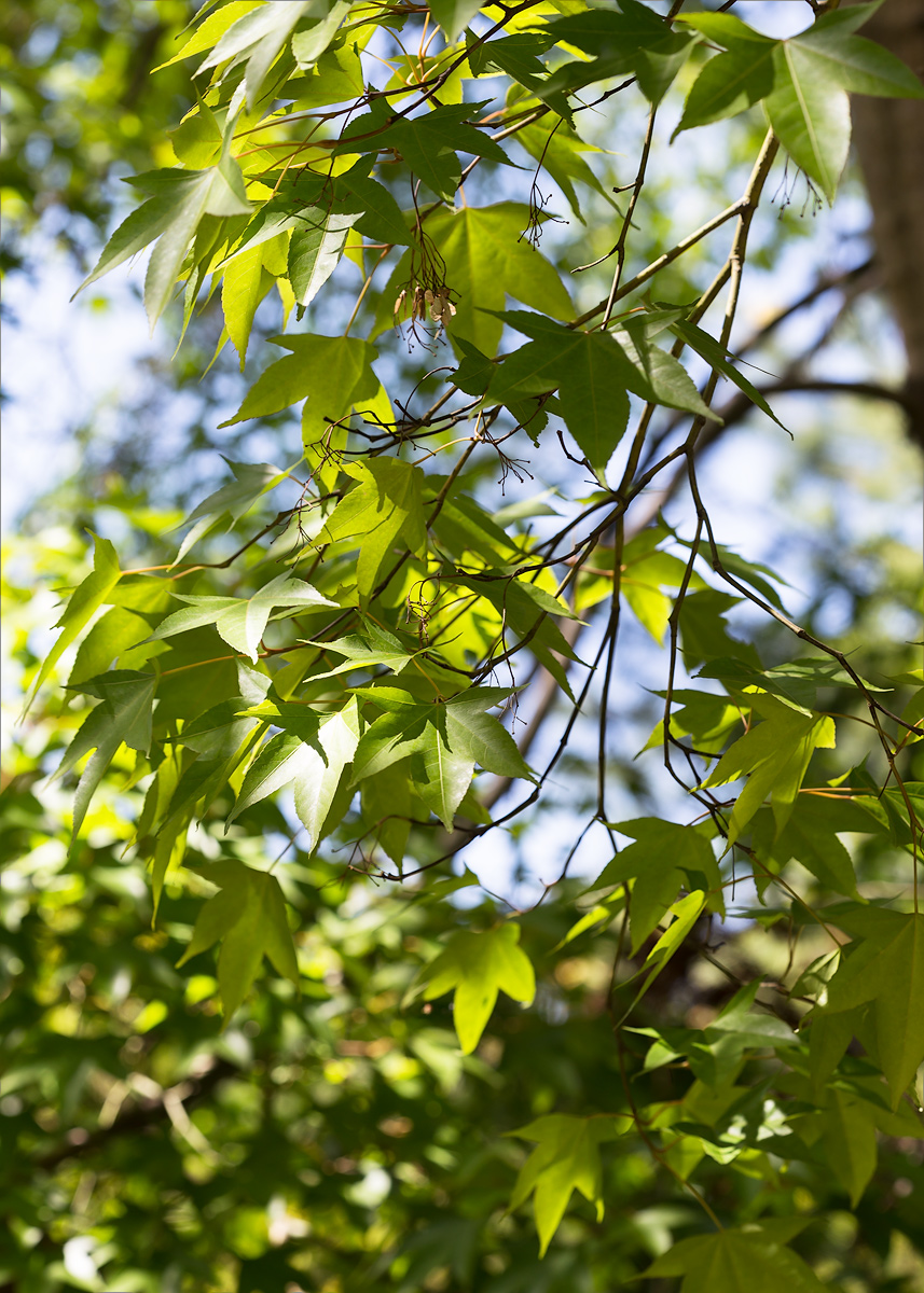 Image of Acer serrulatum specimen.