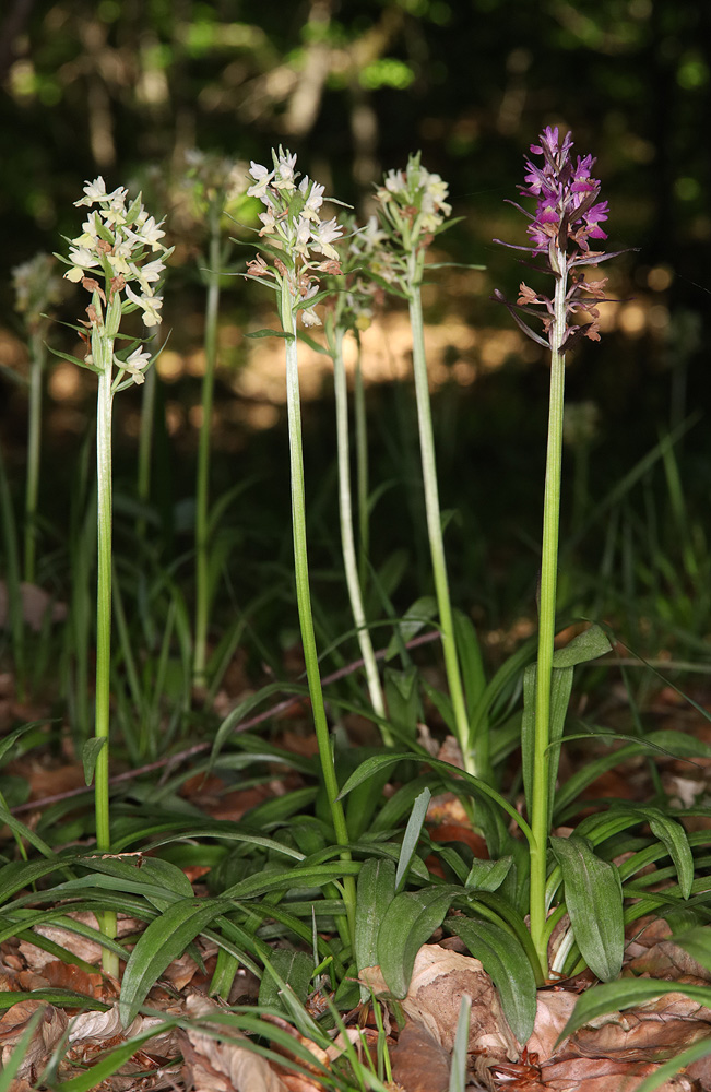 Изображение особи Dactylorhiza romana ssp. georgica.